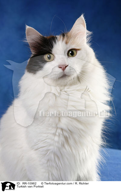 Turkish van Portrait / RR-10962