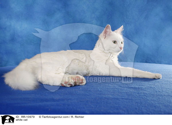 weie Trkisch Van / white cat / RR-10979