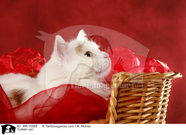 Trkisch Van / Turkish van / RR-10985