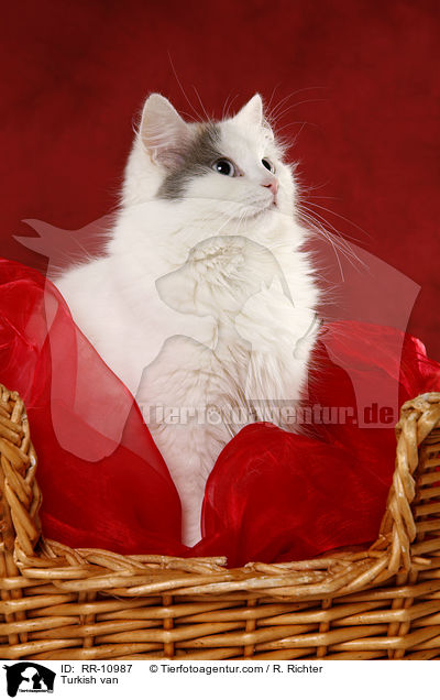 Trkisch Van / Turkish van / RR-10987