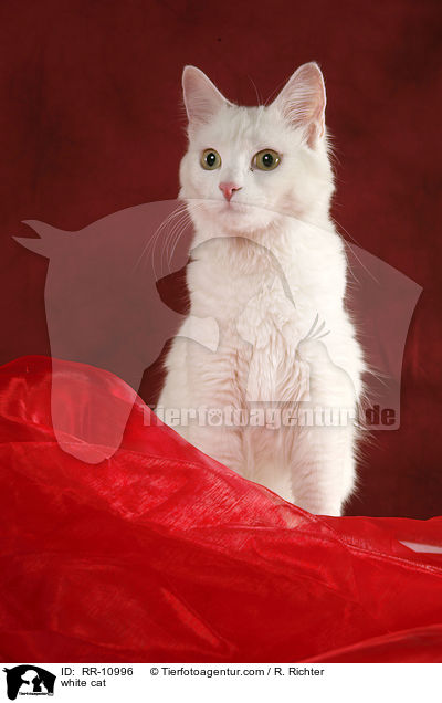 weie Trkisch Van / white cat / RR-10996