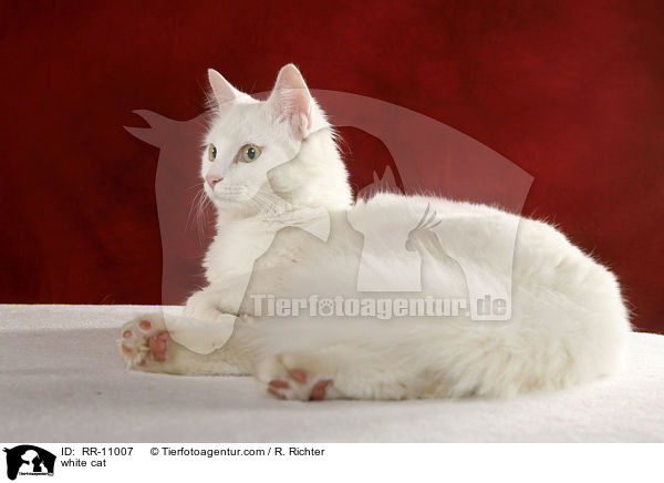 white cat / RR-11007