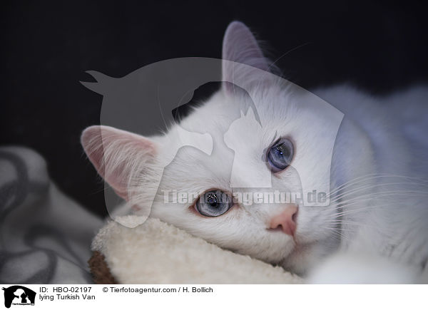 lying Turkish Van / HBO-02197