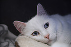 lying Turkish Van