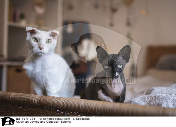 Ukrainian Levkoy und Canadian Sphynx / Ukrainian Levkoy and Canadian Sphynx / TS-01384