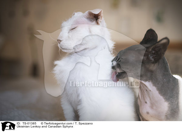 Ukrainian Levkoy und Canadian Sphynx / Ukrainian Levkoy and Canadian Sphynx / TS-01385