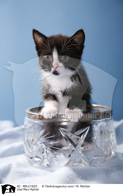 Ural Rex Hybrid / RR-21925