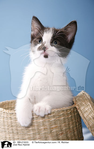 Ural Rex Hybrid / RR-21933