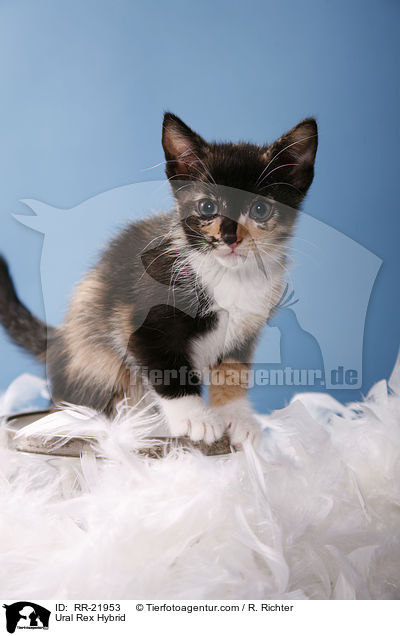 Ural Rex Hybrid / RR-21953