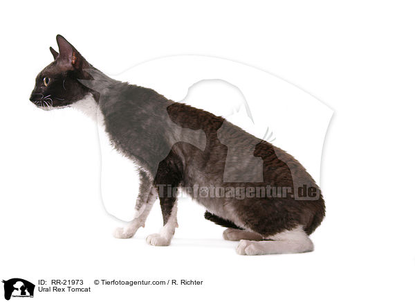 Ural Rex Kater / Ural Rex Tomcat / RR-21973