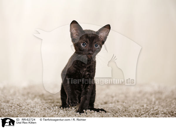 Ural Rex Ktzchen / Ural Rex Kitten / RR-62724