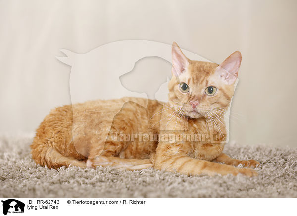 liegende Ural Rex / lying Ural Rex / RR-62743