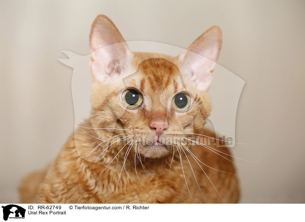 Ural Rex Portrait / RR-62749