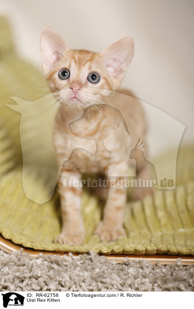 Ural Rex Ktzchen / Ural Rex Kitten / RR-62758