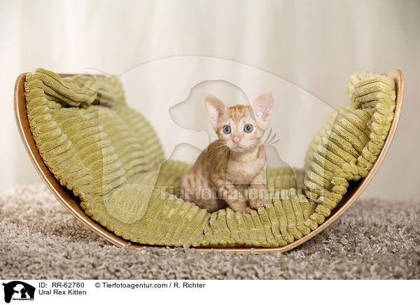 Ural Rex Ktzchen / Ural Rex Kitten / RR-62760