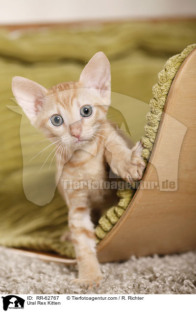 Ural Rex Ktzchen / Ural Rex Kitten / RR-62767
