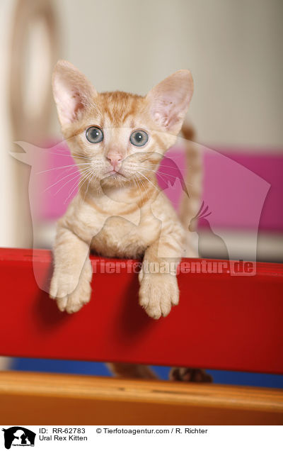 Ural Rex Ktzchen / Ural Rex Kitten / RR-62783