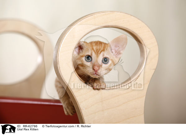Ural Rex Ktzchen / Ural Rex Kitten / RR-62786