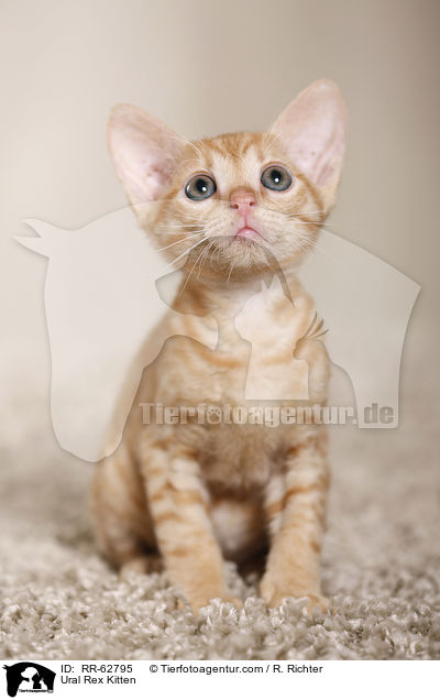 Ural Rex Ktzchen / Ural Rex Kitten / RR-62795