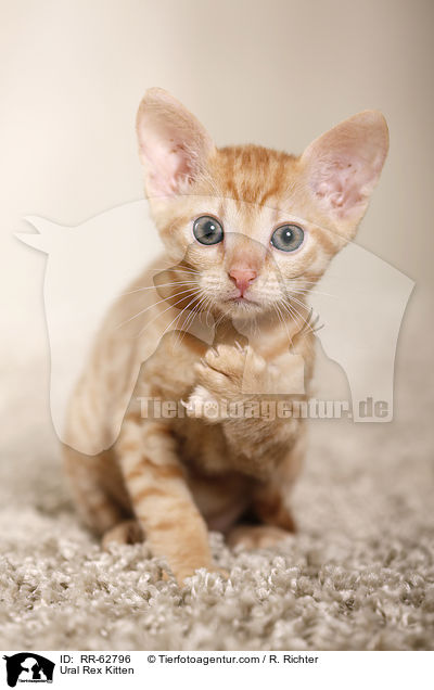 Ural Rex Ktzchen / Ural Rex Kitten / RR-62796