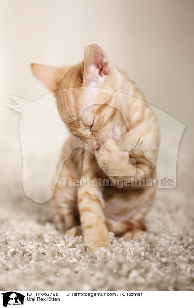 Ural Rex Ktzchen / Ural Rex Kitten / RR-62798