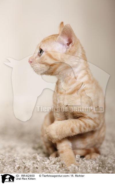 Ural Rex Ktzchen / Ural Rex Kitten / RR-62800
