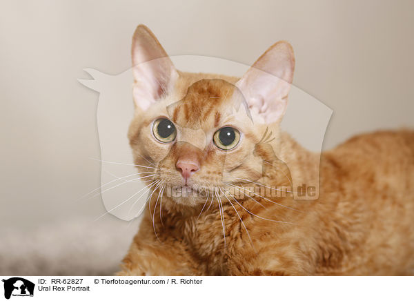 Ural Rex Portrait / RR-62827