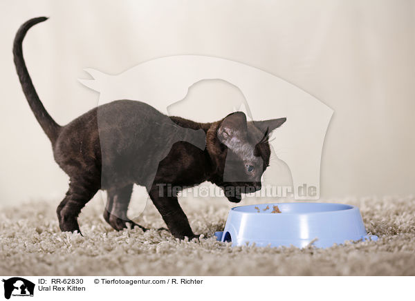 Ural Rex Ktzchen / Ural Rex Kitten / RR-62830