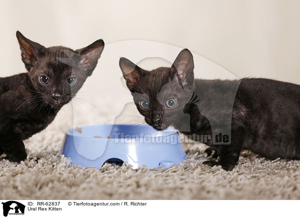 Ural Rex Ktzchen / Ural Rex Kitten / RR-62837