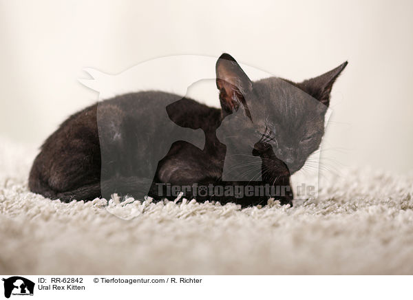 Ural Rex Kitten / RR-62842