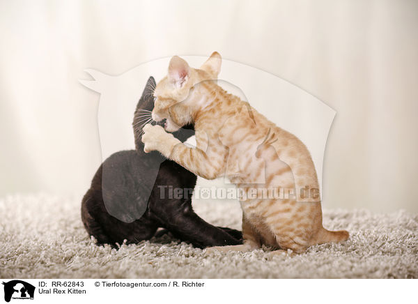 Ural Rex Ktzchen / Ural Rex Kitten / RR-62843