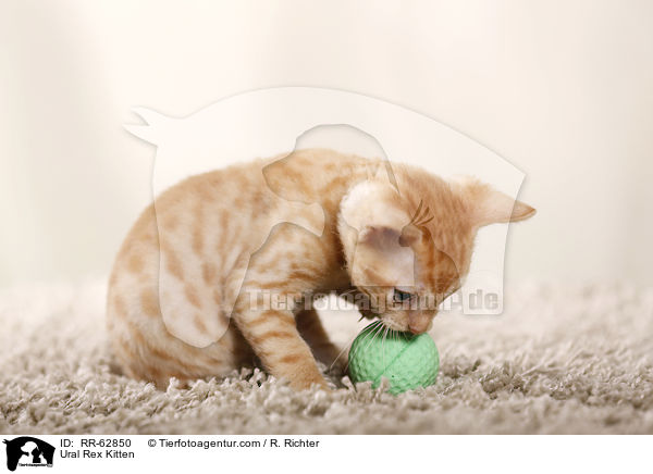 Ural Rex Ktzchen / Ural Rex Kitten / RR-62850
