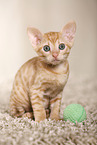 Ural Rex Kitten