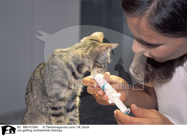 Katze bekommt Wurmkur / cat getting anthelmintic therapy / MS-01064