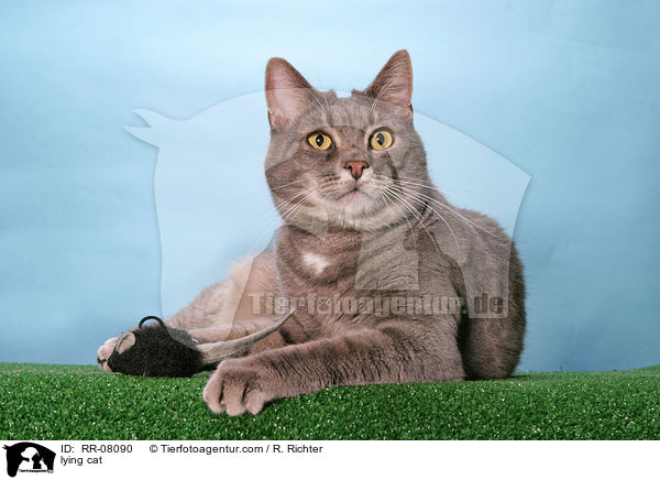 liegende Katze / lying cat / RR-08090
