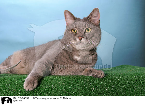 liegende Katze / lying cat / RR-08092