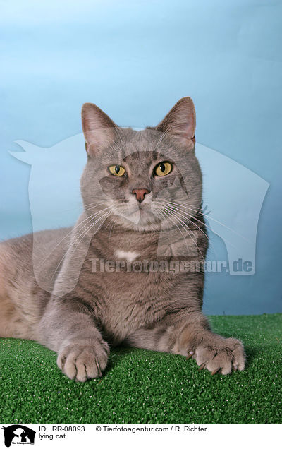 liegende Katze / lying cat / RR-08093