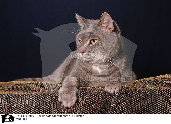 liegende Katze / lying cat / RR-08097