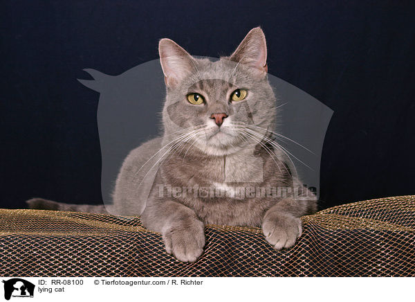 liegende Katze / lying cat / RR-08100