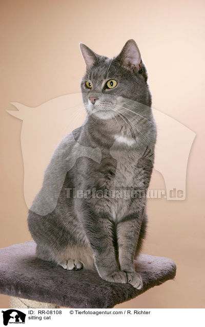 sitzende Katze / sitting cat / RR-08108
