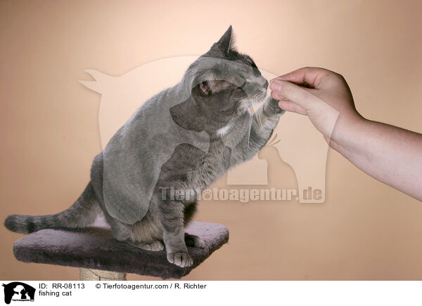 nach Futter angelnde Katze / fishing cat / RR-08113
