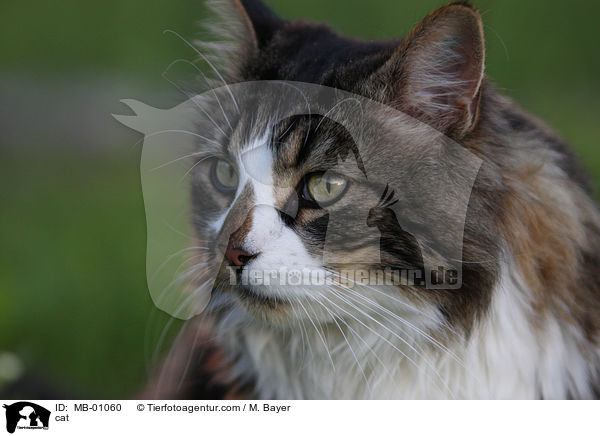 Maine-Coon-Mix / cat / MB-01060