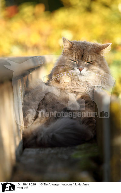 liegende Maine-Coon-Perser-Mix / lying cat / JH-17526