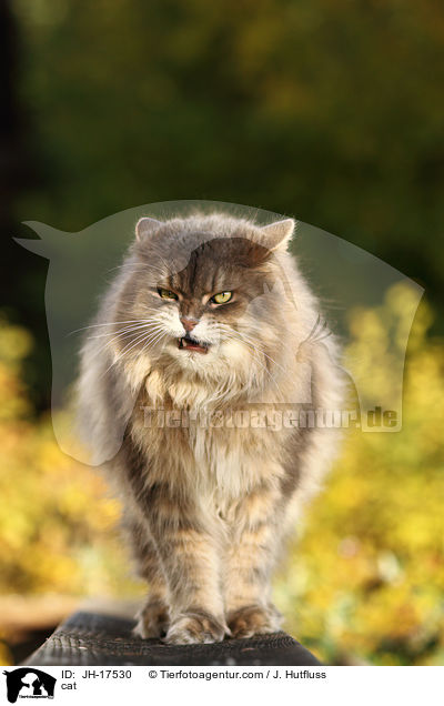 Maine-Coon-Perser-Mix / cat / JH-17530