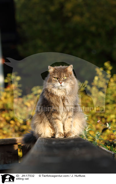 sitzende Maine-Coon-Perser-Mix / sitting cat / JH-17532