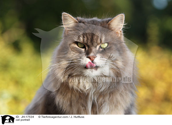 Maine-Coon-Perser-Mix portrait / cat portrait / JH-17534