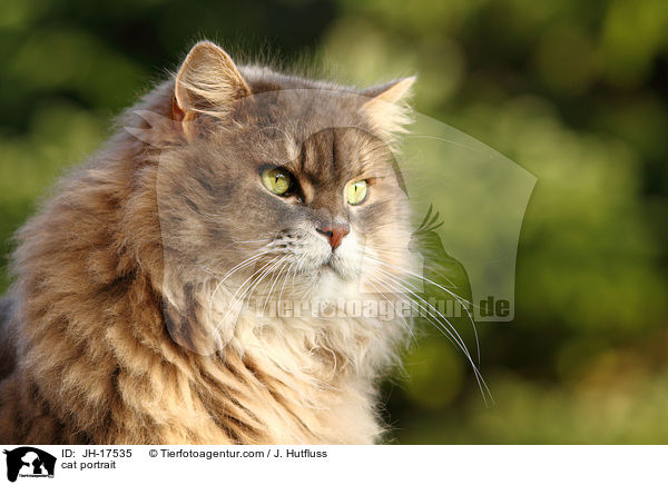Maine-Coon-Perser-Mix portrait / cat portrait / JH-17535
