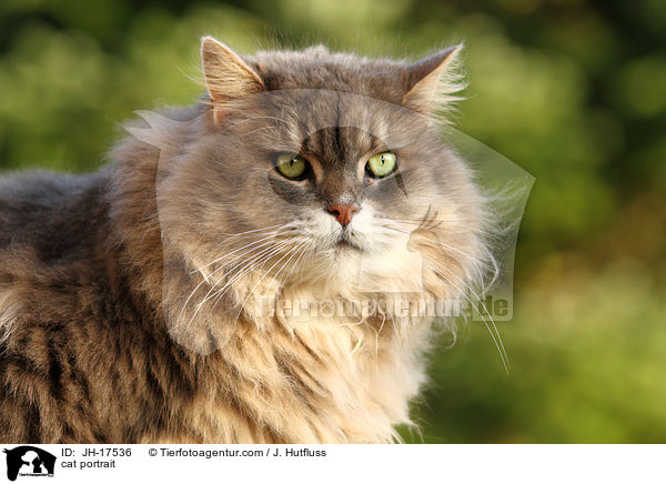Maine-Coon-Perser-Mix portrait / cat portrait / JH-17536