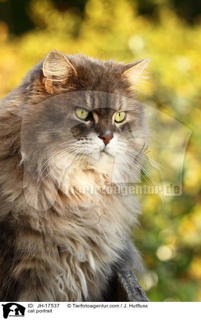 Maine-Coon-Perser-Mix portrait / cat portrait / JH-17537