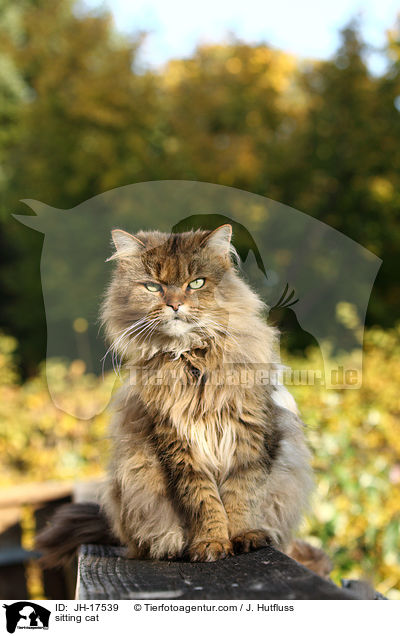 sitzende Maine-Coon-Perser-Mix / sitting cat / JH-17539